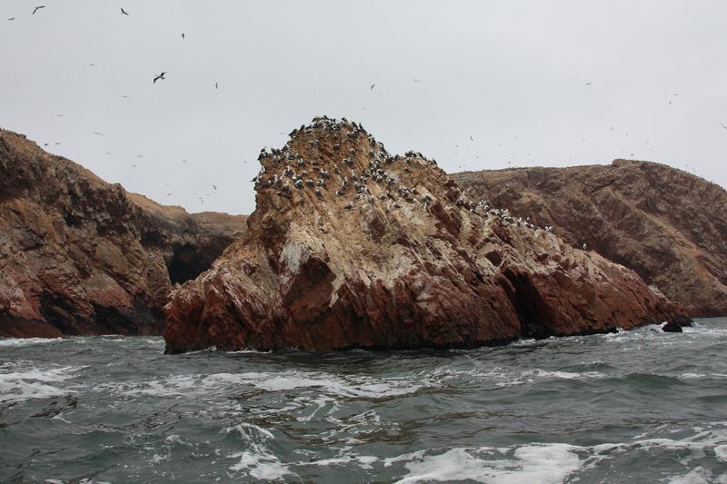 1171-Isole Ballestas,19 luglio 2013.JPG